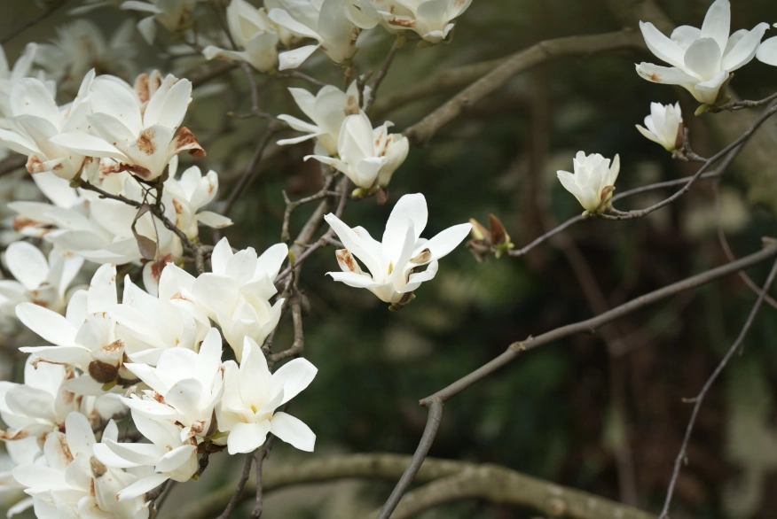 玉蘭花一年開花幾次