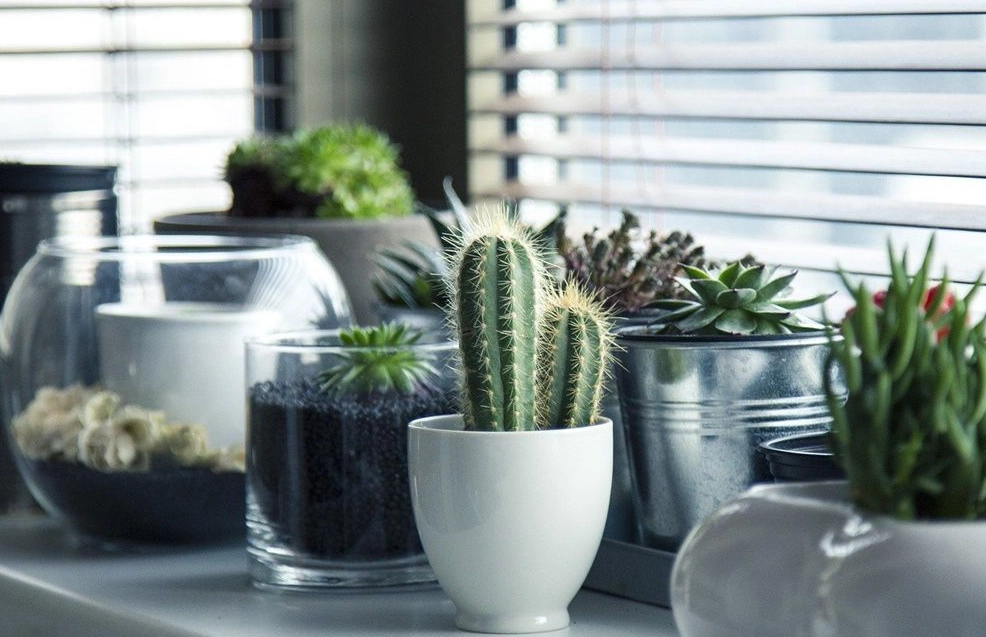 仙人掌可以放室內嗎