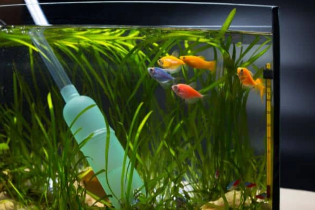 夢見魚缸換水 夢見魚缸換水