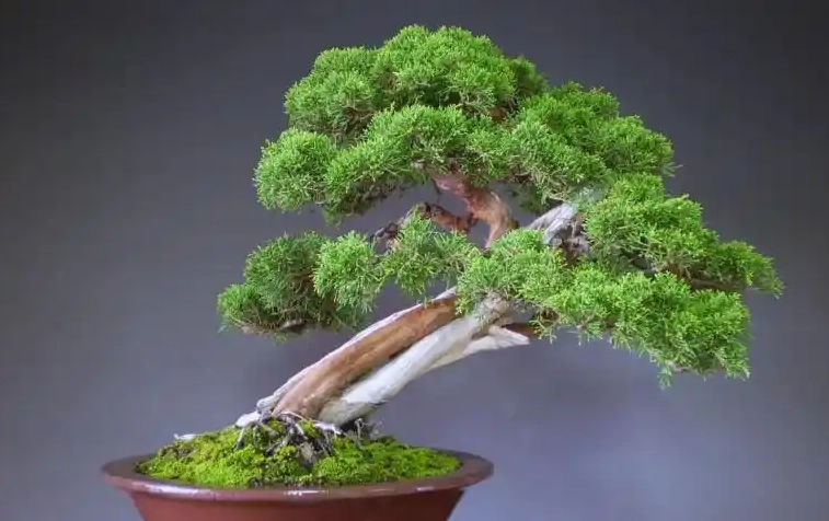 真柏澆水 真柏澆水