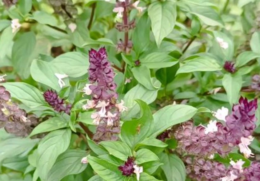 九層塔對貓有害嗎