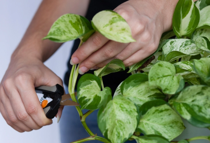 黃金葛汁有毒嗎