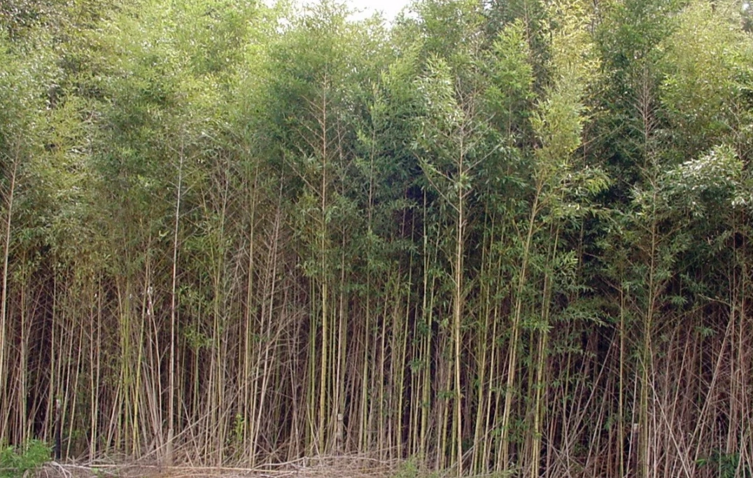 竹子生長週期全解析：從竹筍到成竹的關鍵階段與照顧要點