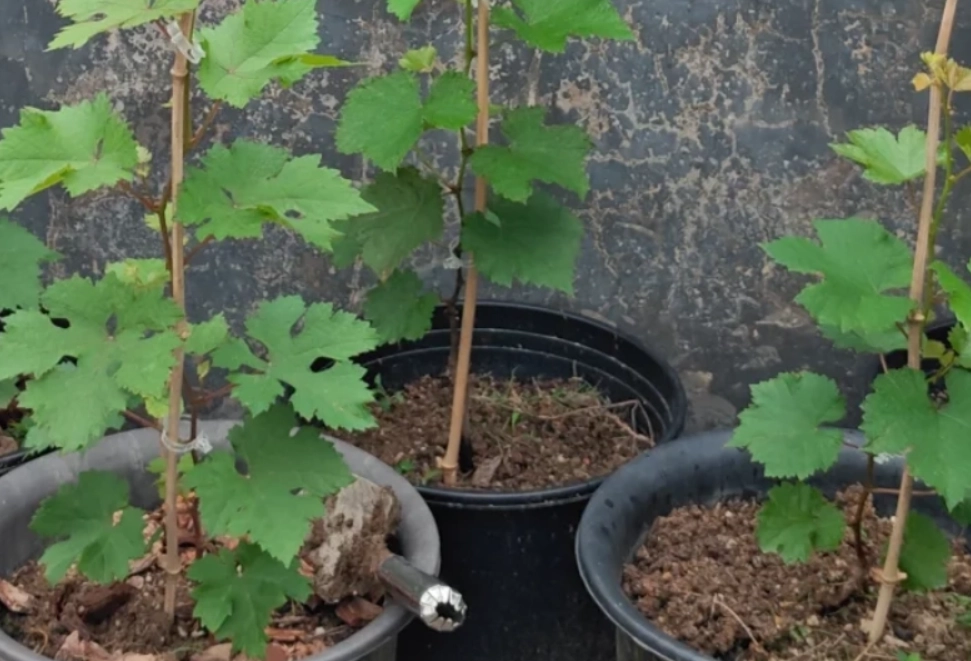 葡萄籽盆栽 葡萄籽盆栽