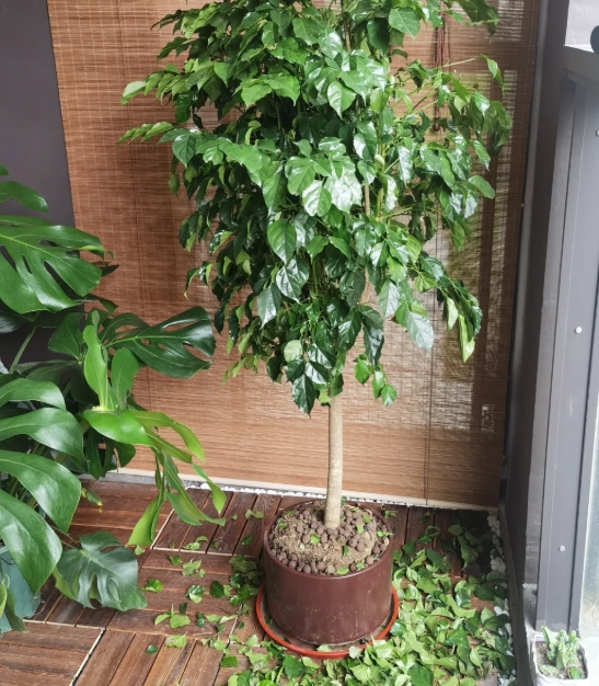 植物一直掉葉子