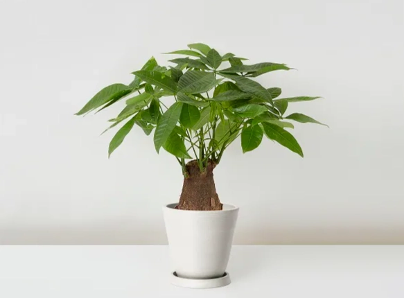 發財樹可以放室內嗎
