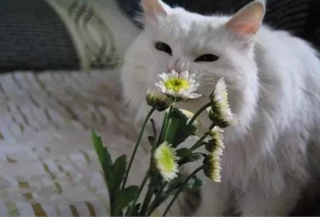 菊花貓咪有毒嗎 菊花貓咪有毒嗎