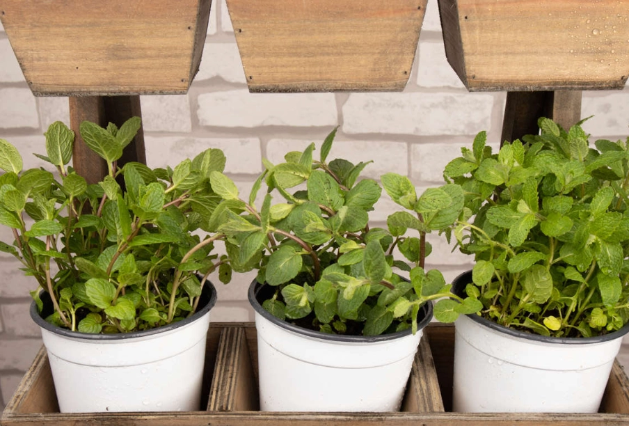 薄荷葉越長越小