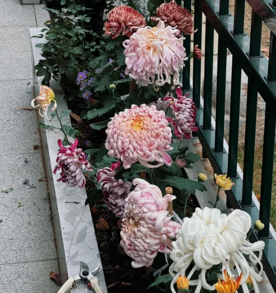 菊花種植 菊花種植