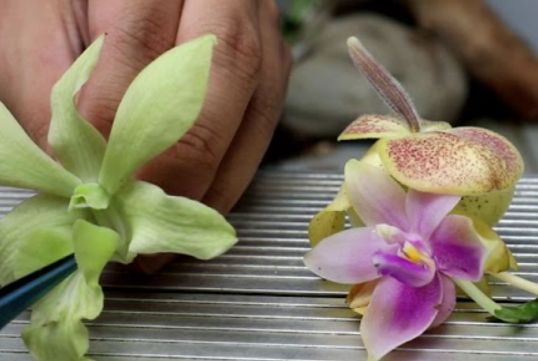 拖鞋蘭授粉
