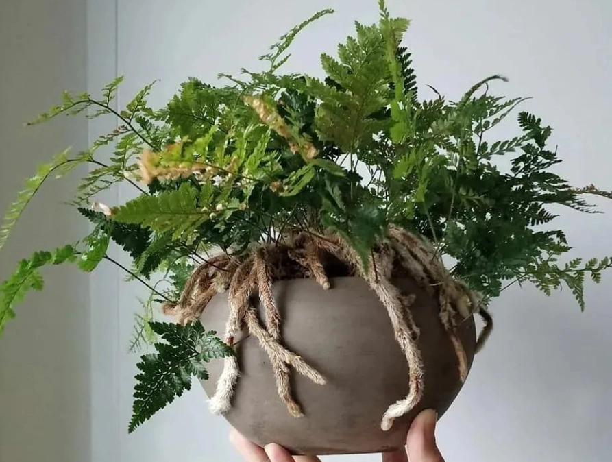 狼尾蕨種植全攻略：從光照到澆水，新手也能養出瀑布般綠意