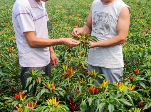 种辣椒需要多久 种辣椒需要多久