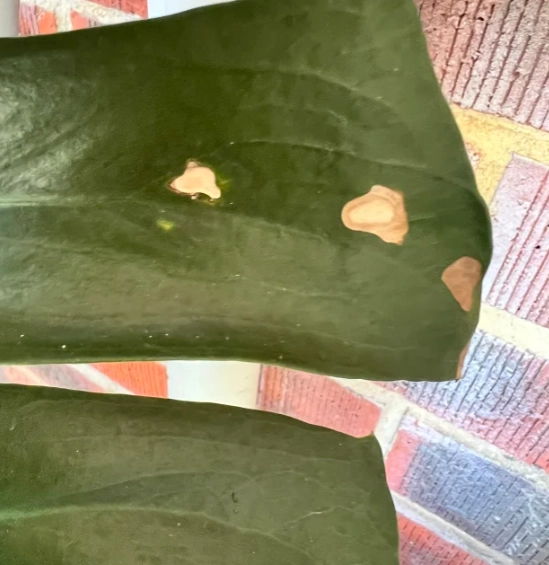 龜背芋咖啡色斑點