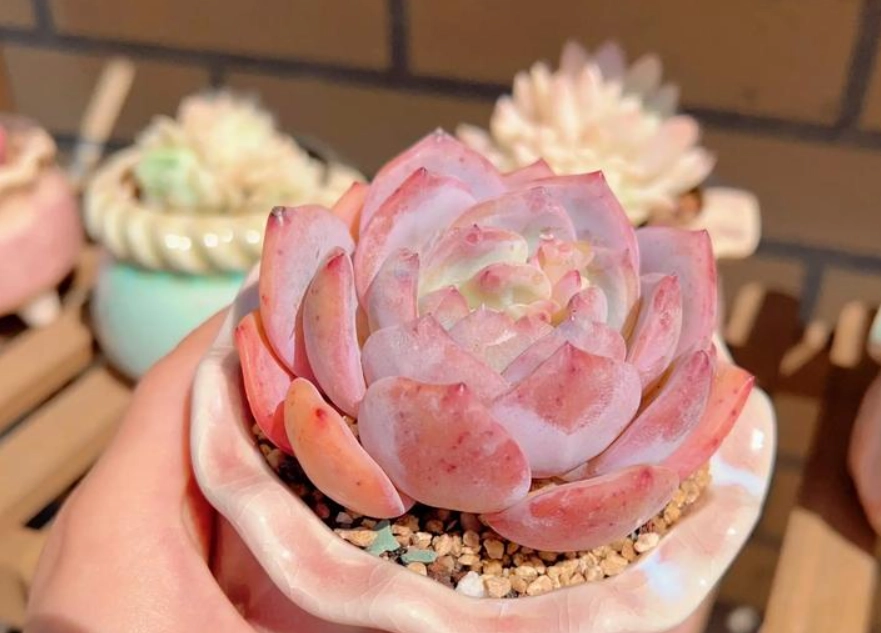 多肉需要晒太阳吗 多肉需要晒太阳吗