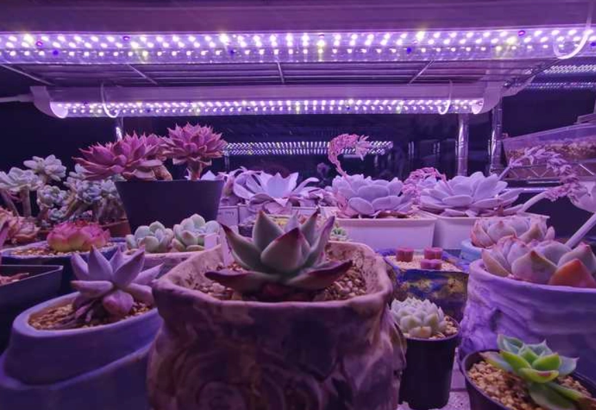 多肉植物室內日光燈