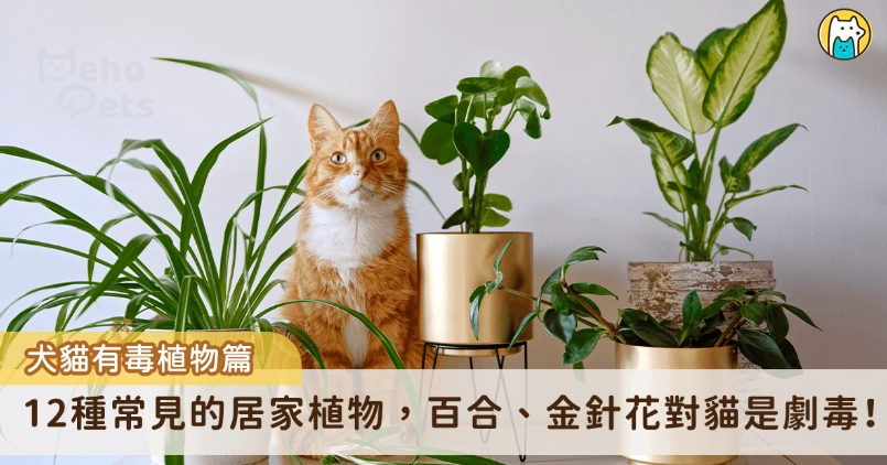 對貓有害的花 對貓有害的花