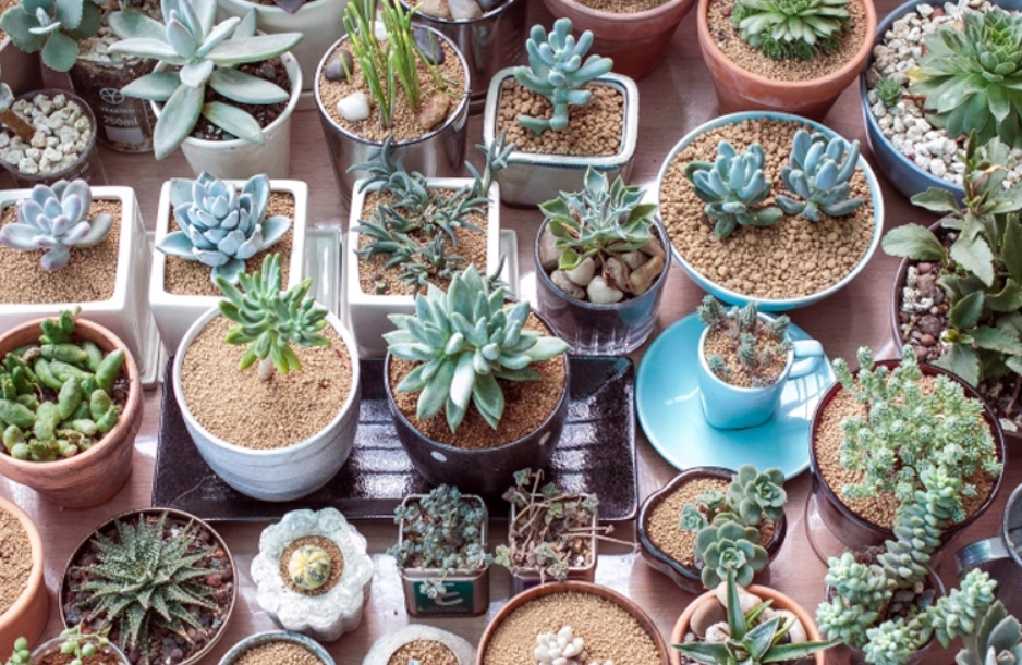 多肉怎么养 多肉怎么养