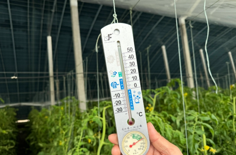 番茄種植溫度