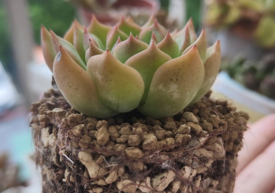 多肉植物土比例