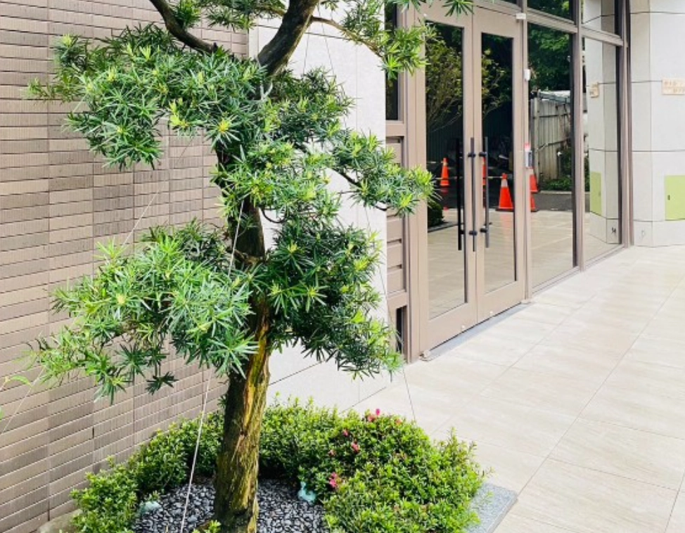 家裡可以種羅漢松嗎 家裡可以種羅漢松嗎