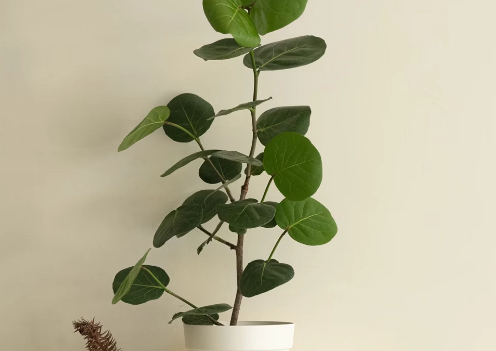 海葡萄盆栽照顧 海葡萄盆栽照顧