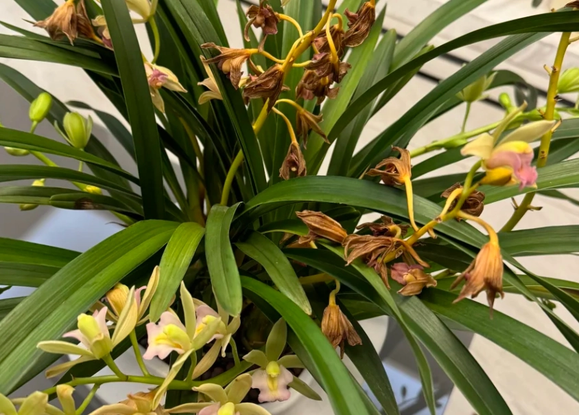 蘭花掉花 蘭花掉花