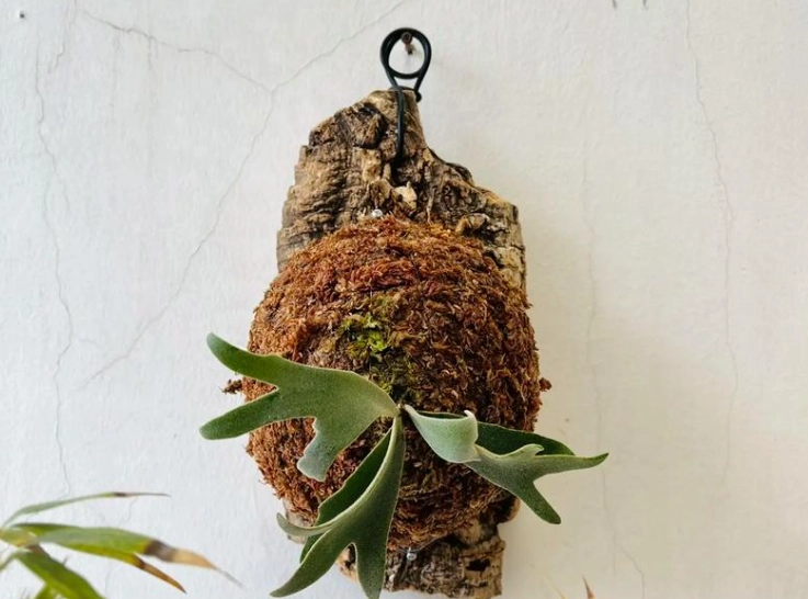 鹿角蕨上板樹皮