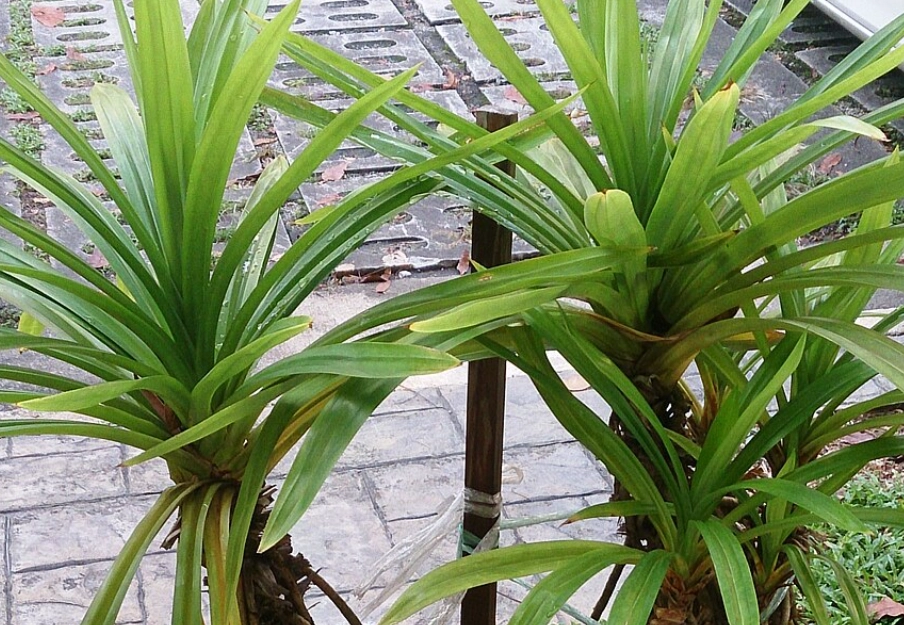 香兰叶是主根还是须根