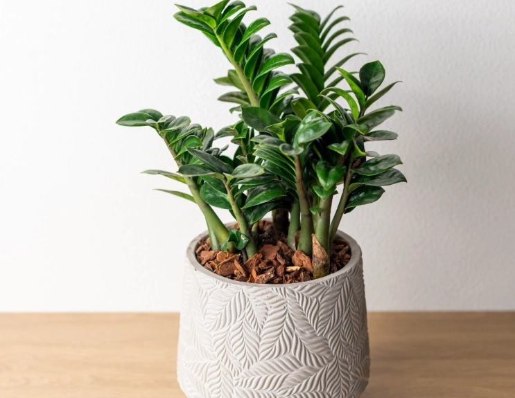 金錢樹種類 金錢樹種類