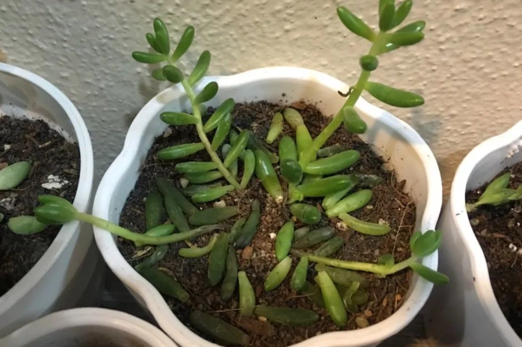 多肉 一碰就掉 多肉 一碰就掉