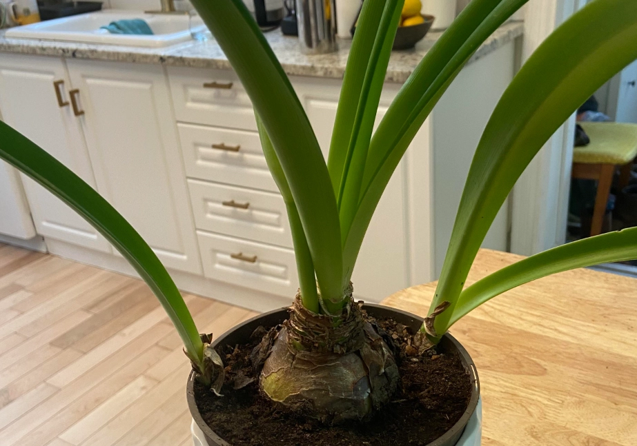 孤挺花只長葉不開花