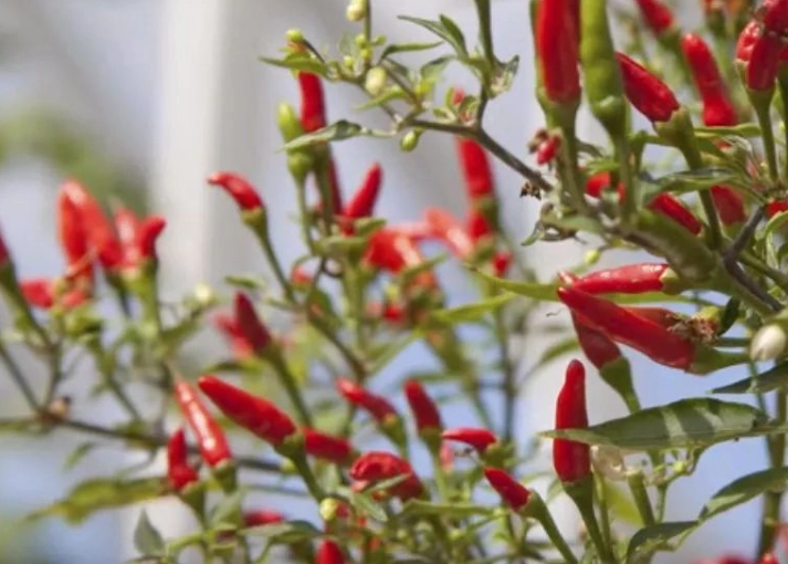辣椒盆栽照顧 辣椒盆栽照顧