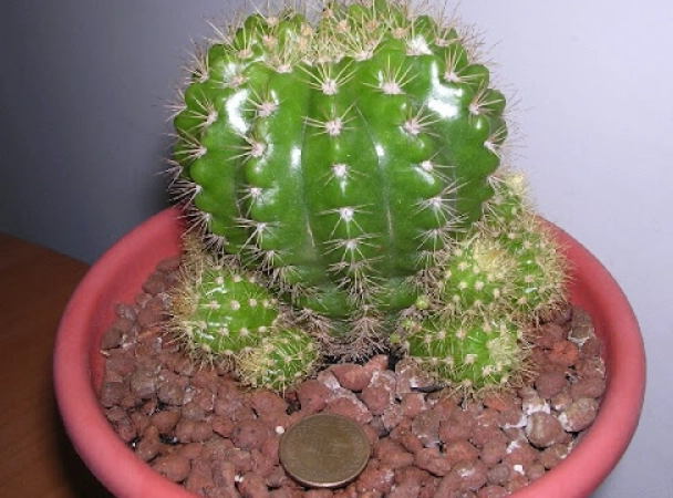 仙人掌側芽繁殖