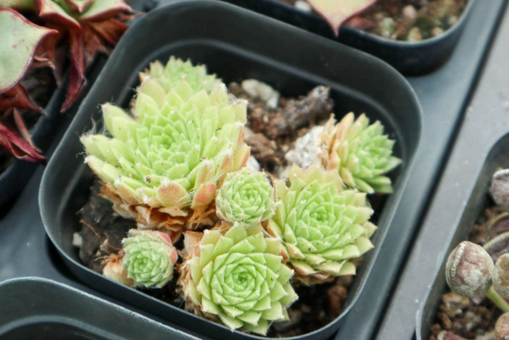 夏天多肉植物服盆全攻略：避開黑腐、成功生根的關鍵步驟