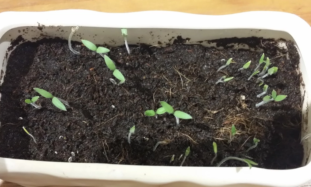 小番茄發芽
