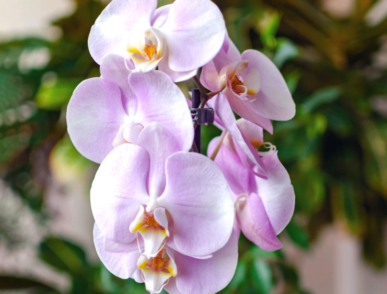 蝴蝶兰多久浇一次水