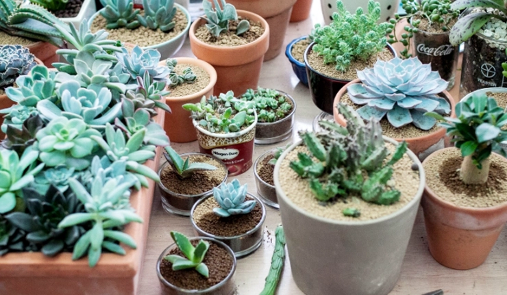 小盆栽植物推薦