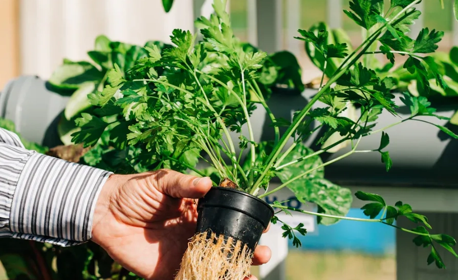 水耕種植要注意的地方