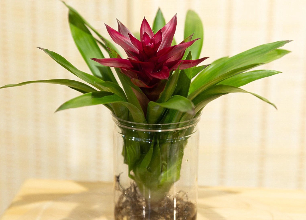 觀賞鳳梨盆栽 觀賞鳳梨盆栽