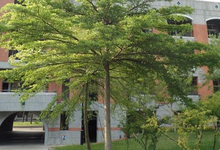 小葉欖仁缺點 小葉欖仁缺點