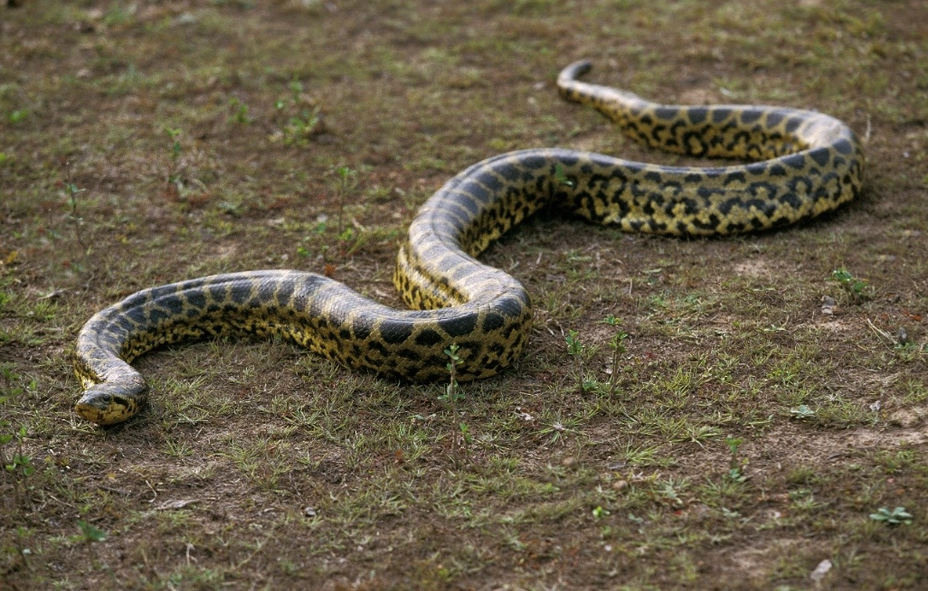 女人夢見大蛇 女人夢見大蛇