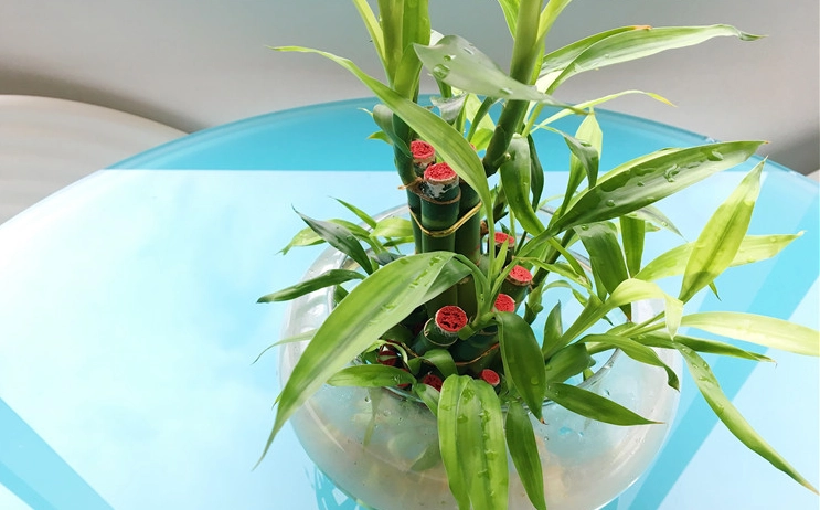 水培富贵竹叶子发黃