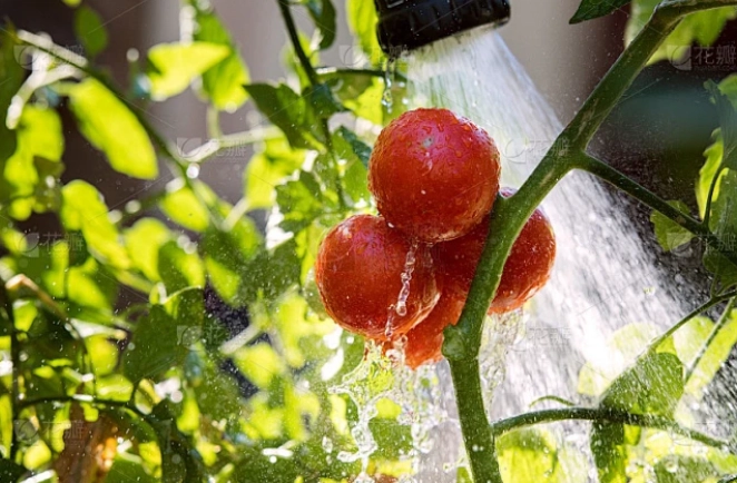 番茄澆水 番茄澆水