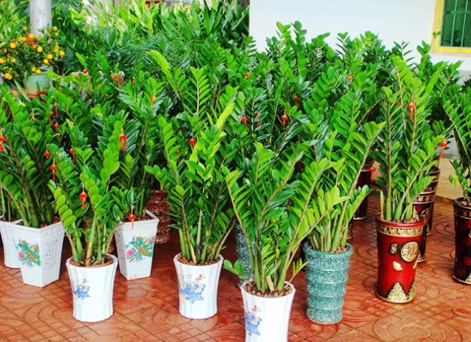 金钱树怎么种 金钱树怎么种