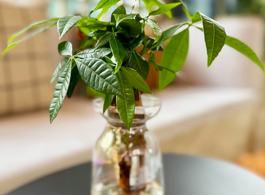 發財樹水培完整指南：從零開始到爆盆的懶人養護法