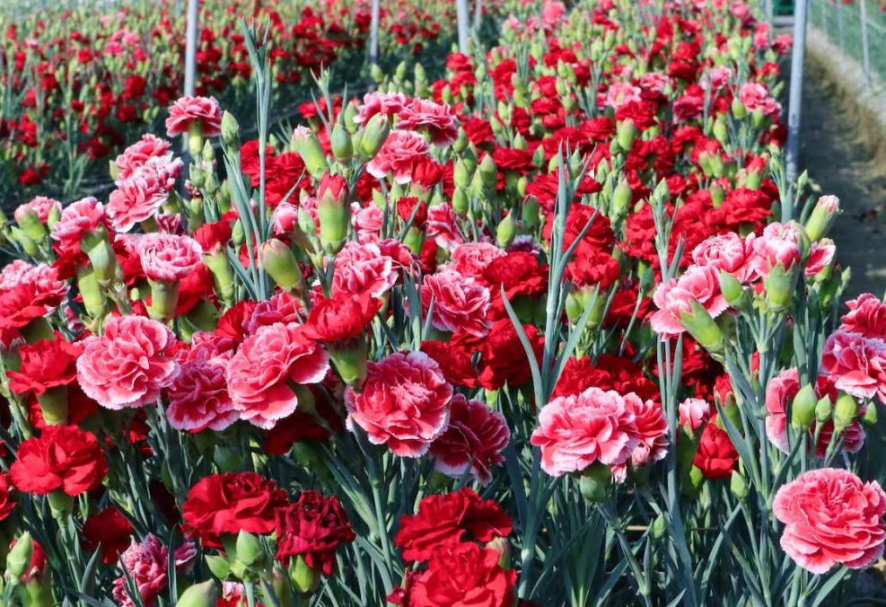 康乃馨對貓有害嗎