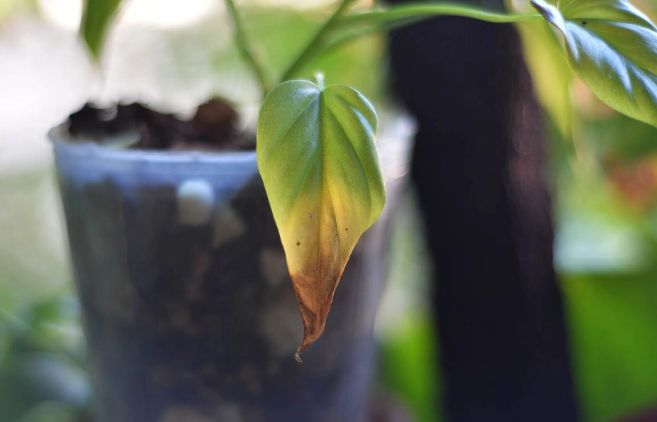 葉尖變黃怎麼辦？別慌！教你從葉片位置秒懂原因與解法