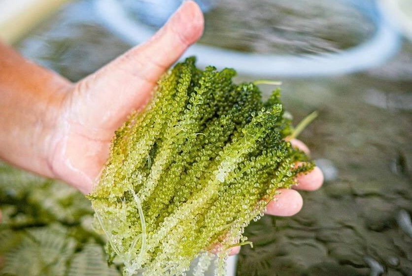 海葡萄寵物友善