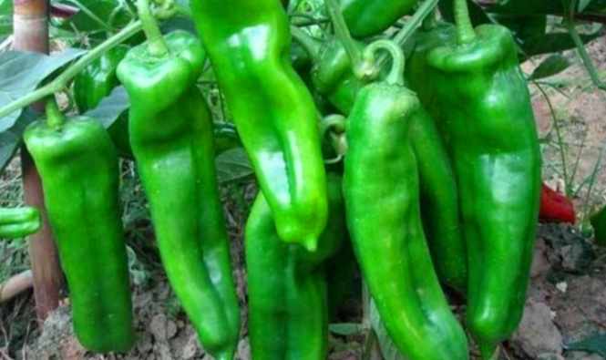 種植辣椒的方法