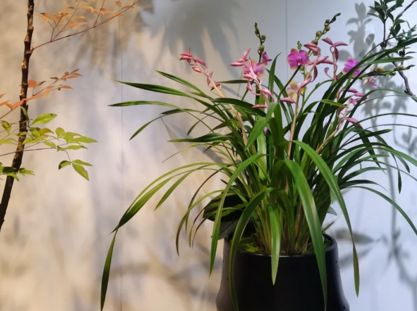 蘭花放室內 蘭花放室內